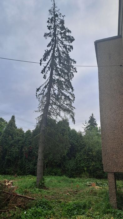 Oddam drzewo za darmo