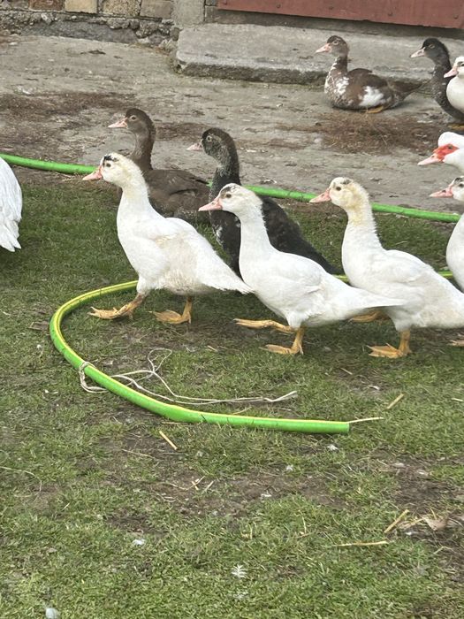 Kaczki do dalszego chowu lub juz dorosle pekinki kaczory krew tuszki