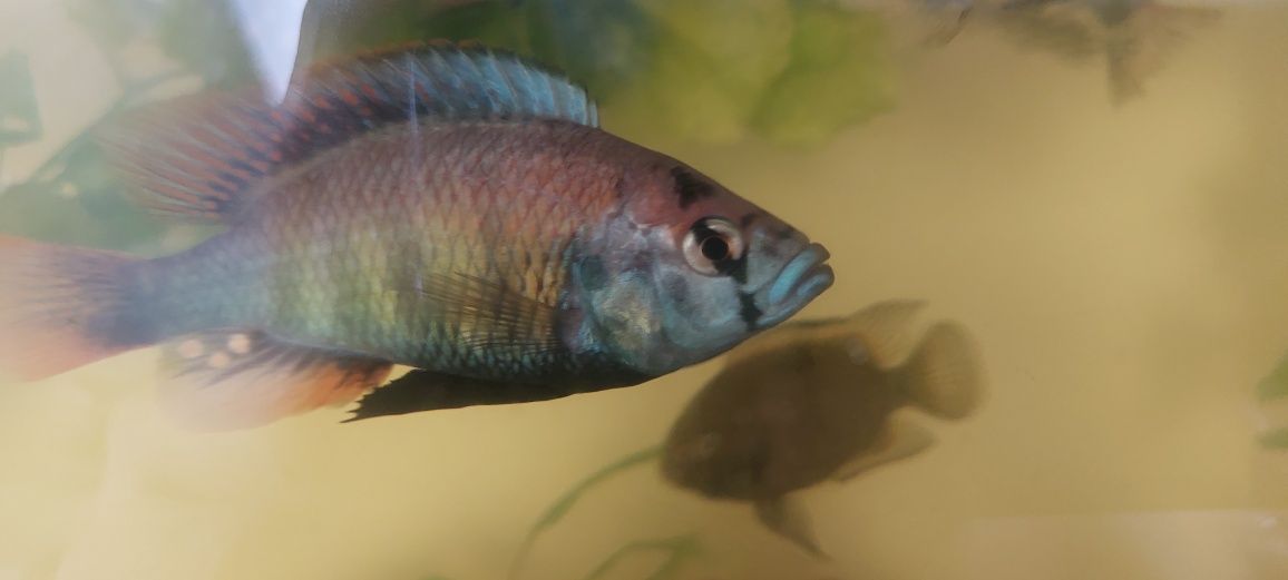 Sprzedam narybek Haplochromis niereri