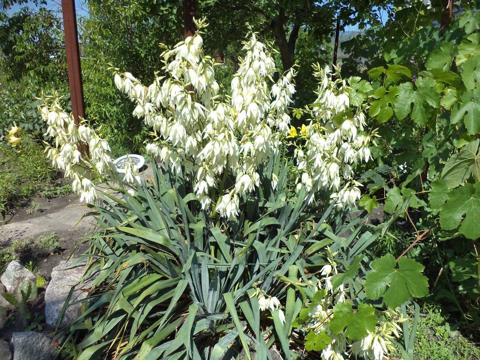 Продам Брунеру, Морозник,Герань,Осока,Фиалка, Флоксы