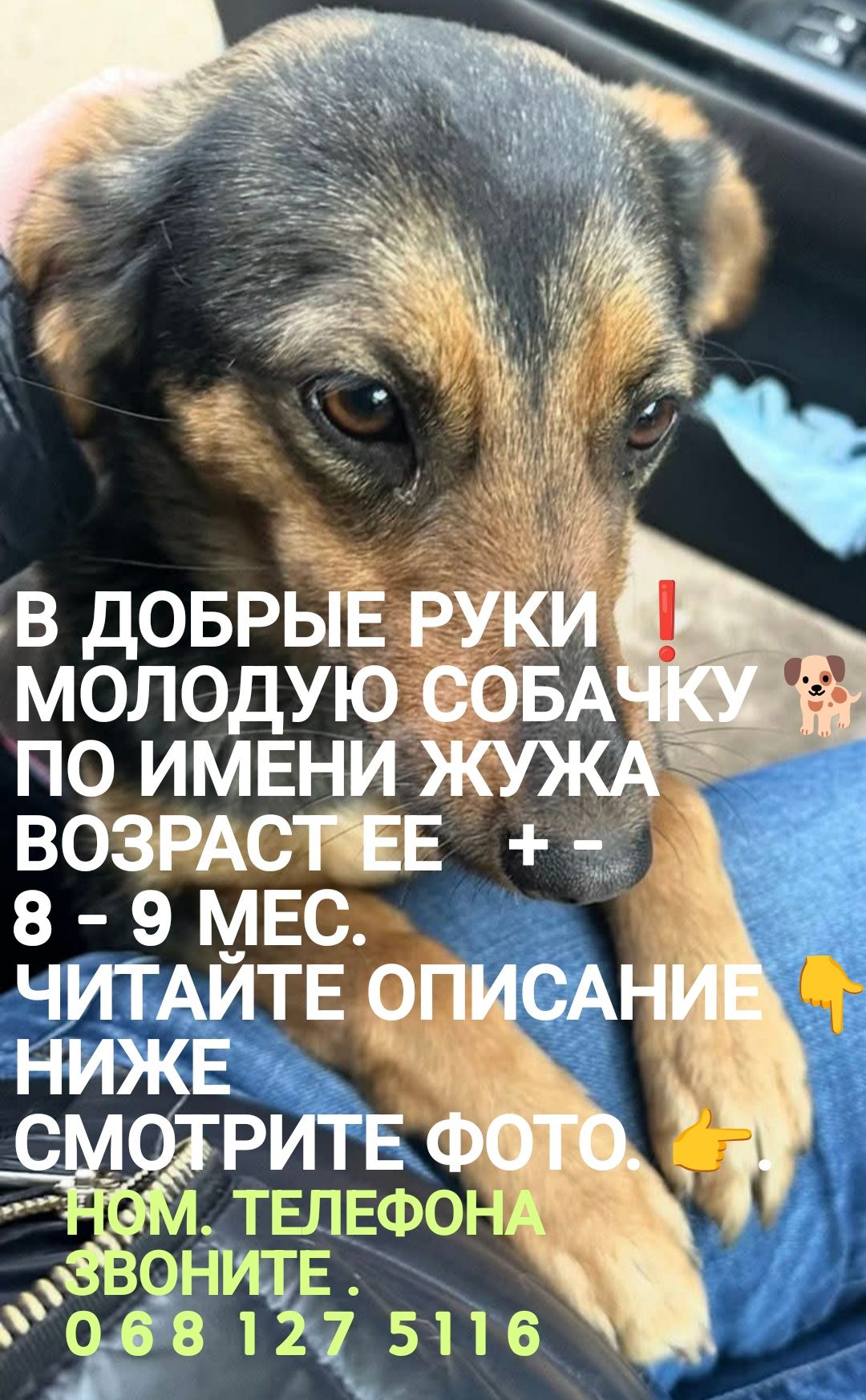 Молодая Собака Жужа. Читайте описание