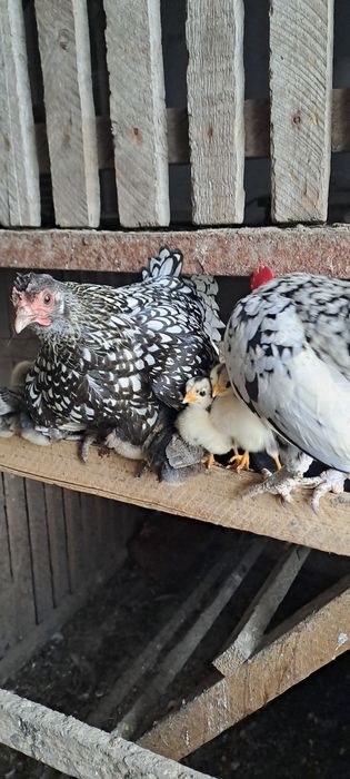 Кури декоративні Бентамки (квочка з курчатками)