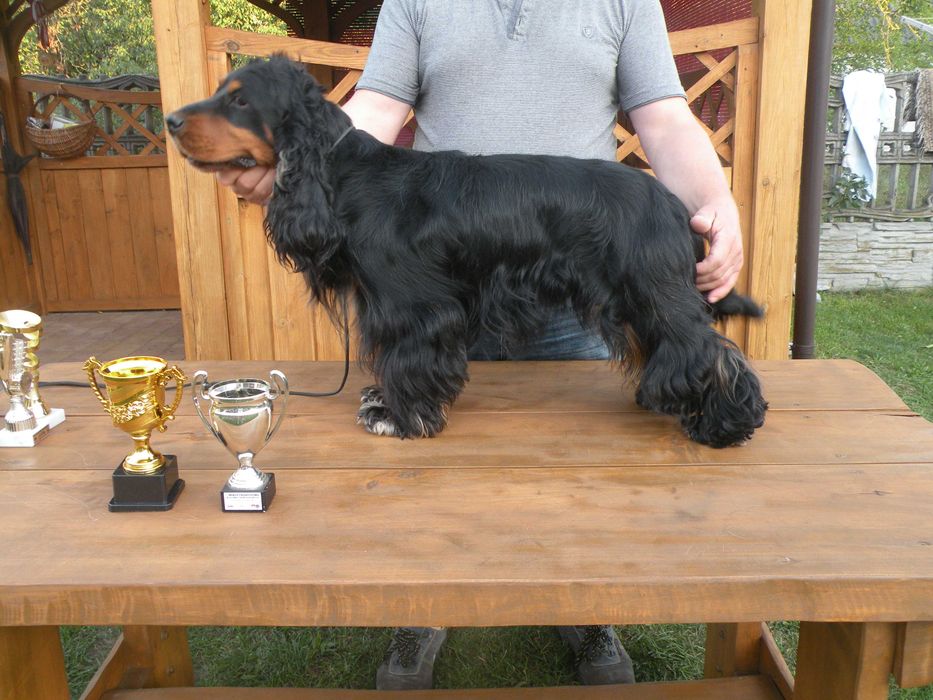 cocker spaniel angielski piesek