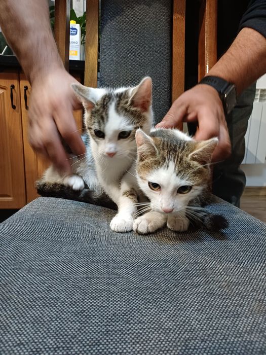 4 śliczne kociaki szukają domu