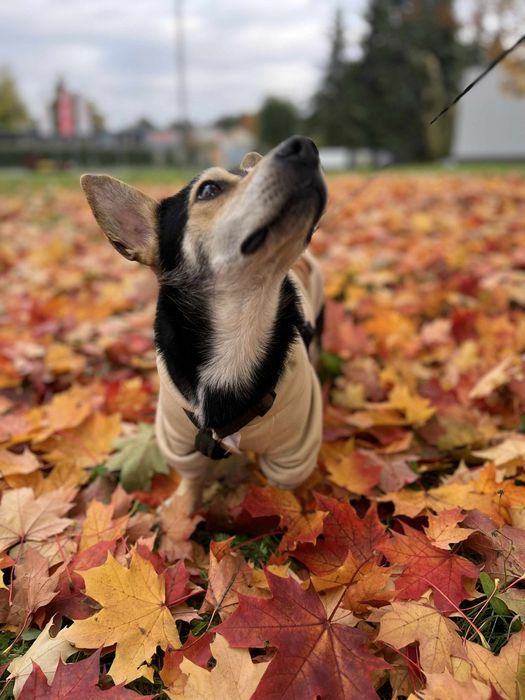 Mały Piesek do adopcji