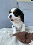 Cavalier King Charles Spaniel FCI ZKwP rodowód, szczeniak