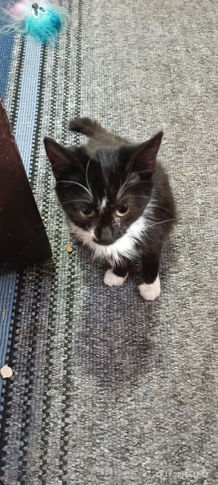 Две стилиризованные сестрички ищут дом один на двоих.