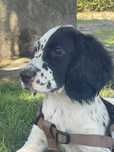 Setter ingles de 4 meses………………………………………