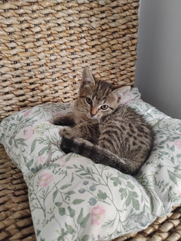 Śliczne koteczki oddam w dobre ręce