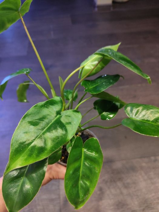 Philodendron Burle Marx regres od Mint cała roślina