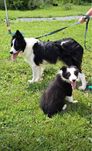 Piękny Piesek Border Collie Czarno-Biały Chip,Rodowód,Książeczka!!