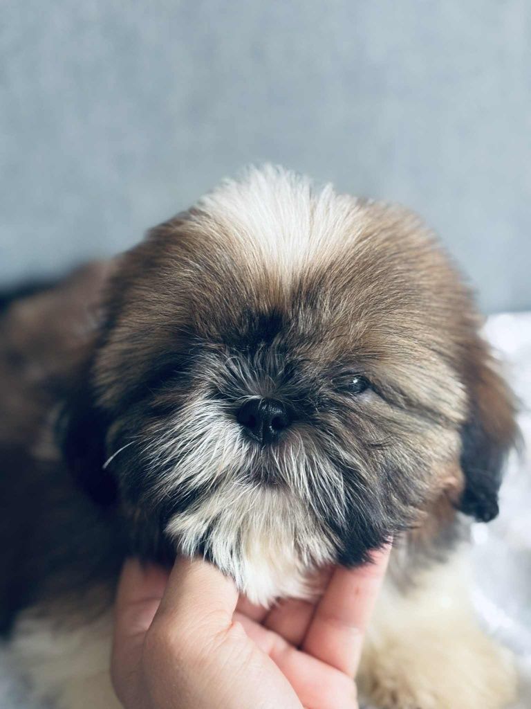 Piesek Leoś 8tyg shih tzu Zkwp