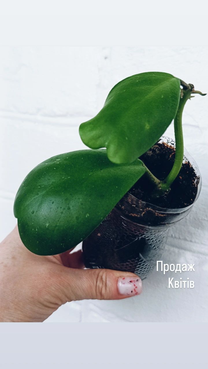 Хойя продаж різні види