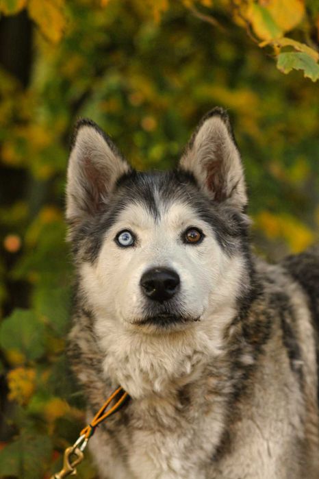 Kochany, starszy pies mix husky malamute, malamut, szuka domu