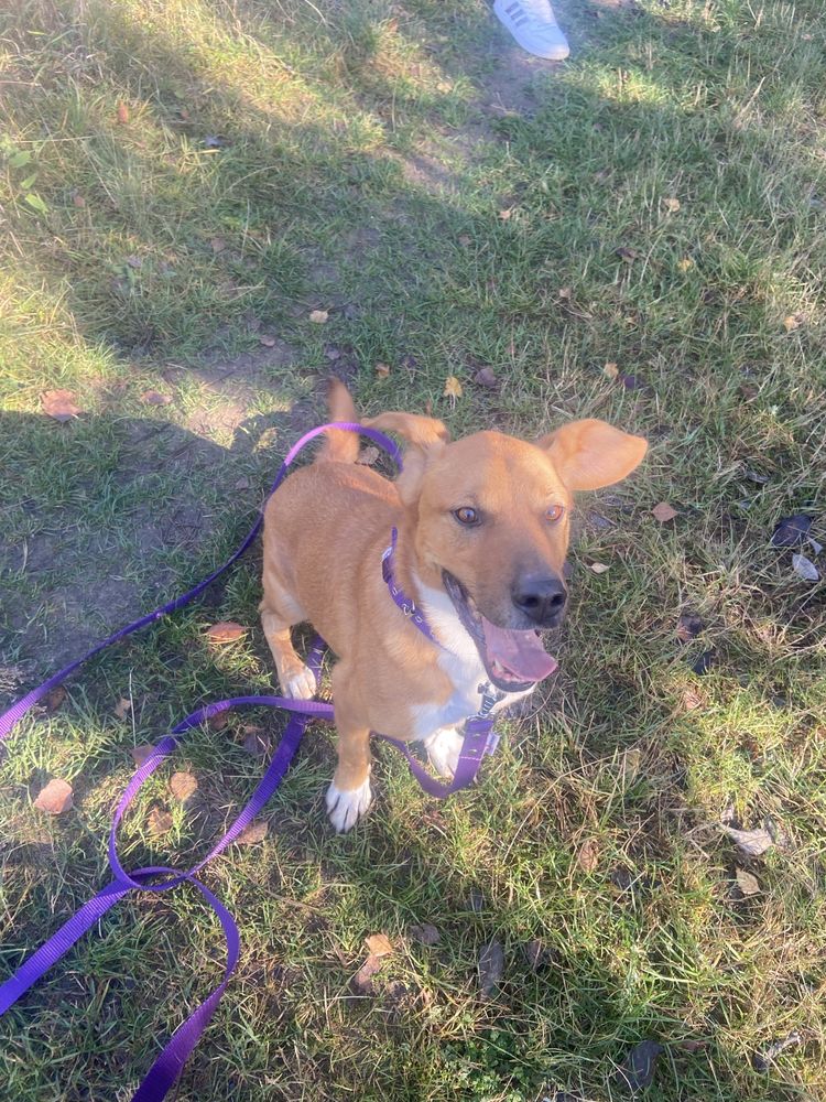 Dallas 7 letni pies do adopcji w Dolinie Dolistowki