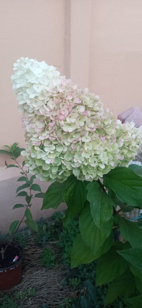 Продам метельчатую гортензию.