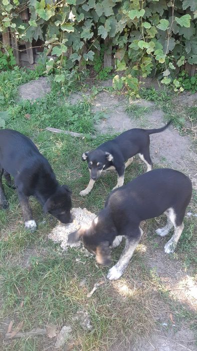 Цуценята в добрі руки