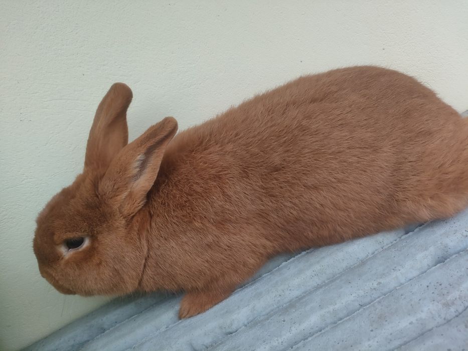 Królik Nowozelandzki czerwony samiec