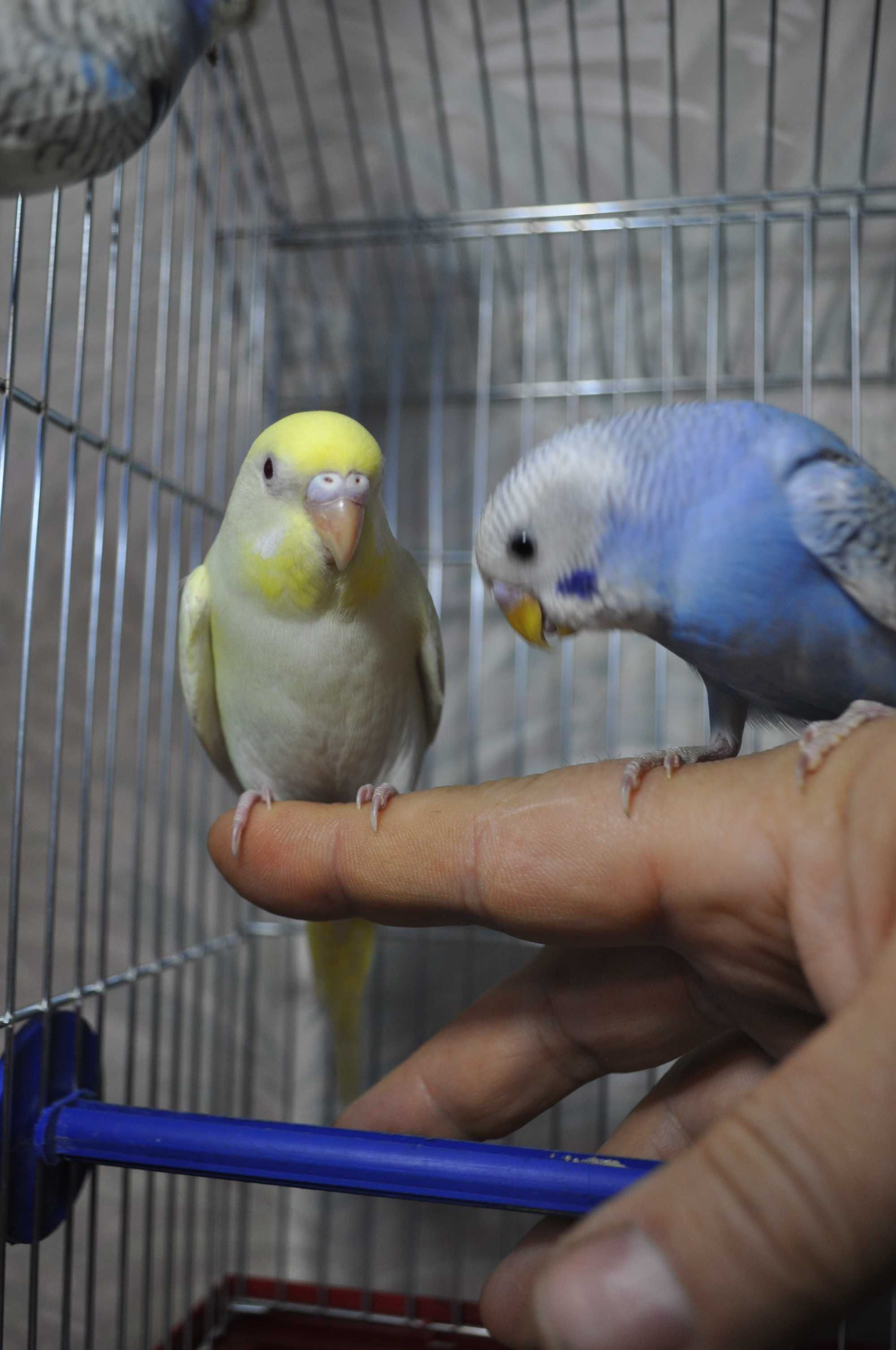 Молодые волнистые попугаи неразлучники рисовые амадины
