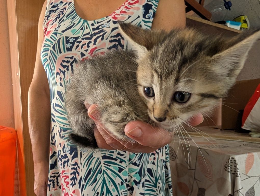Gatinhos bebés para adoção responsável