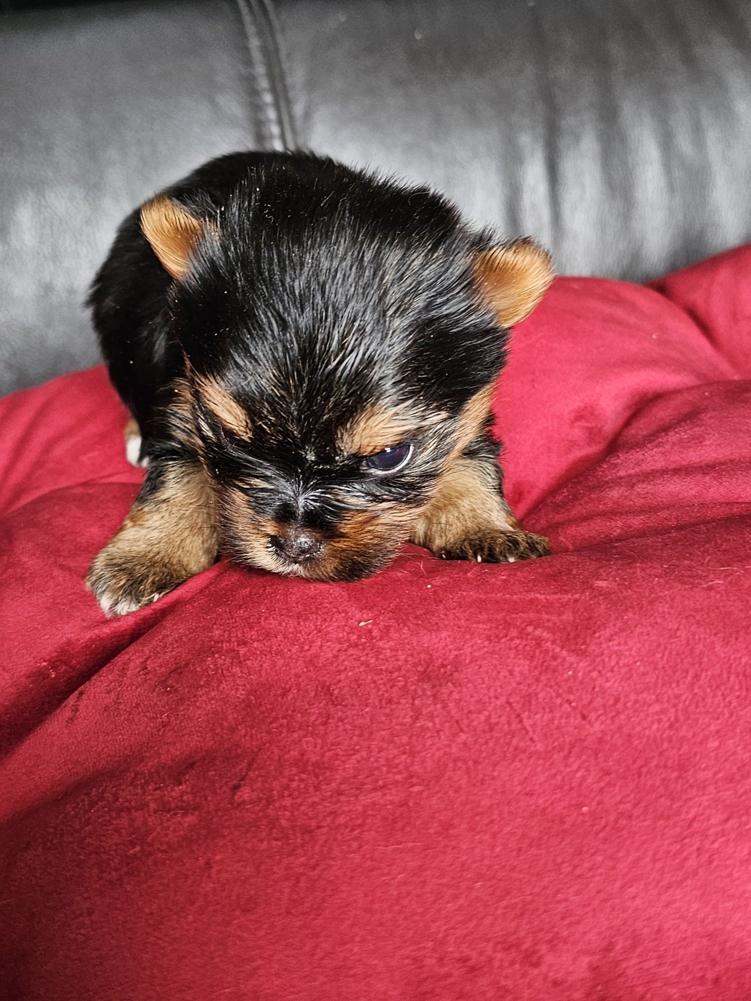 York terrier carier czarny podpalany suczka