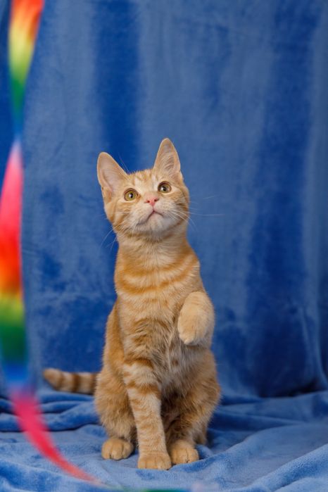 Світлячок рудий котик кошеня 4 міс. Шукає сімʼю!