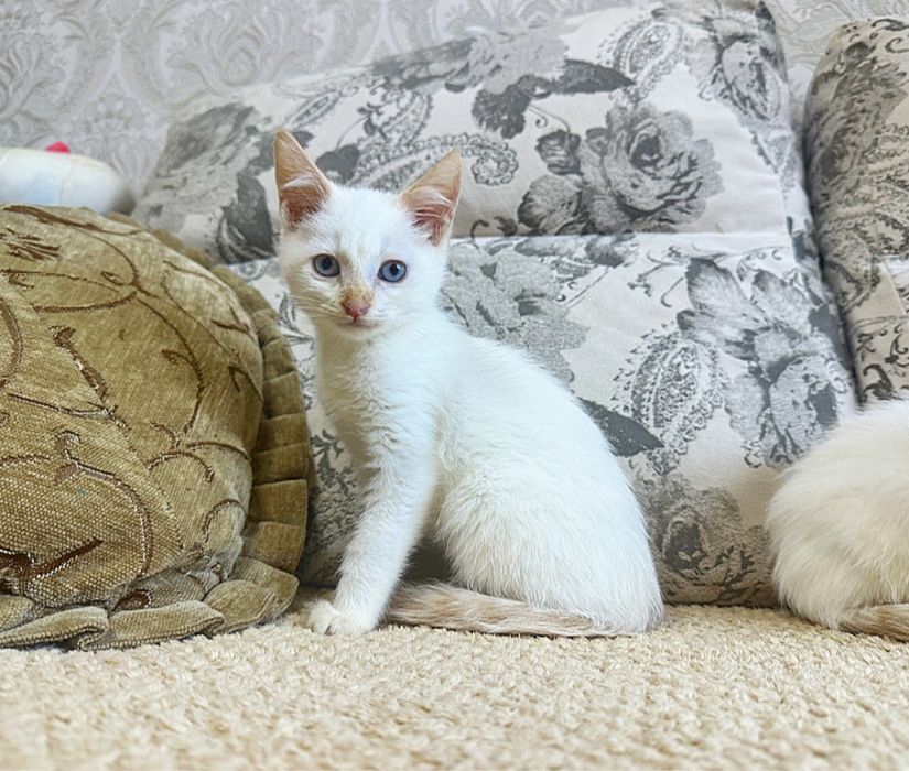 Классные Сиамочки)