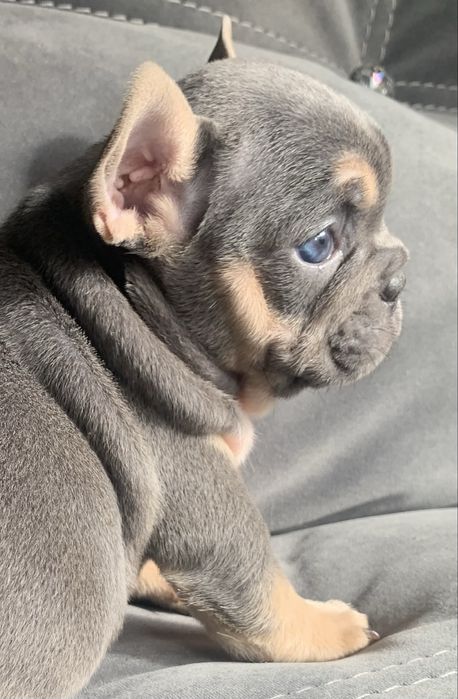 Блакитноокий красень