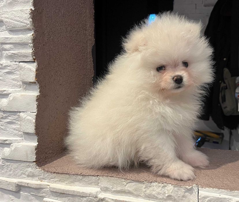 Pomeranian – kremowy przystojniak