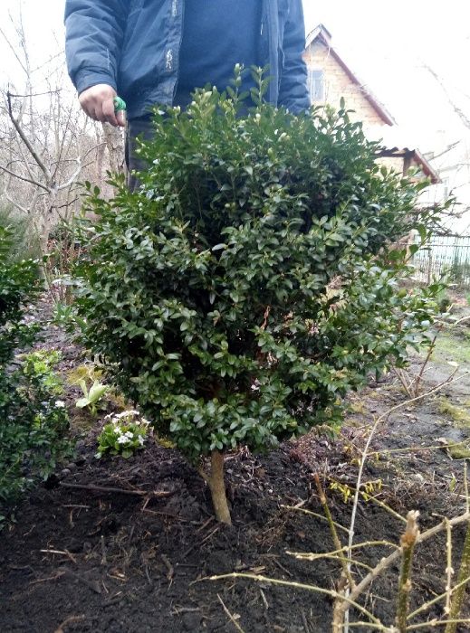 самшит, можевельник