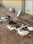 Patos criados ao ar livre