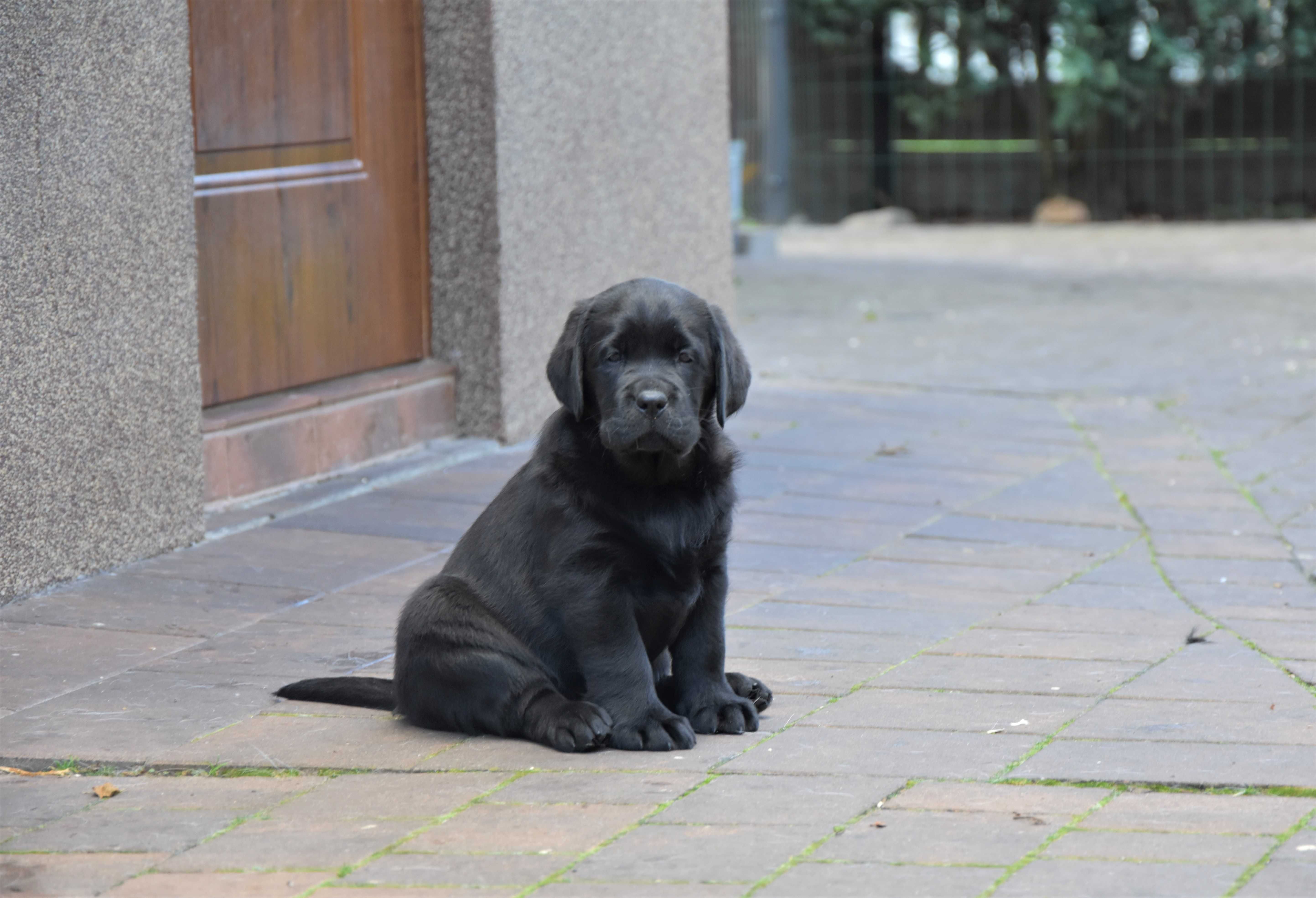 szczenię Labrador Retriever ZKwP/FCI