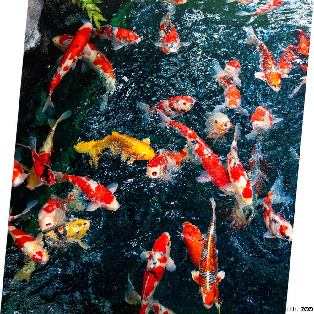 TROPICAL Pond Sticks Mixed 4kg worek pływające pałeczki do ryb koi