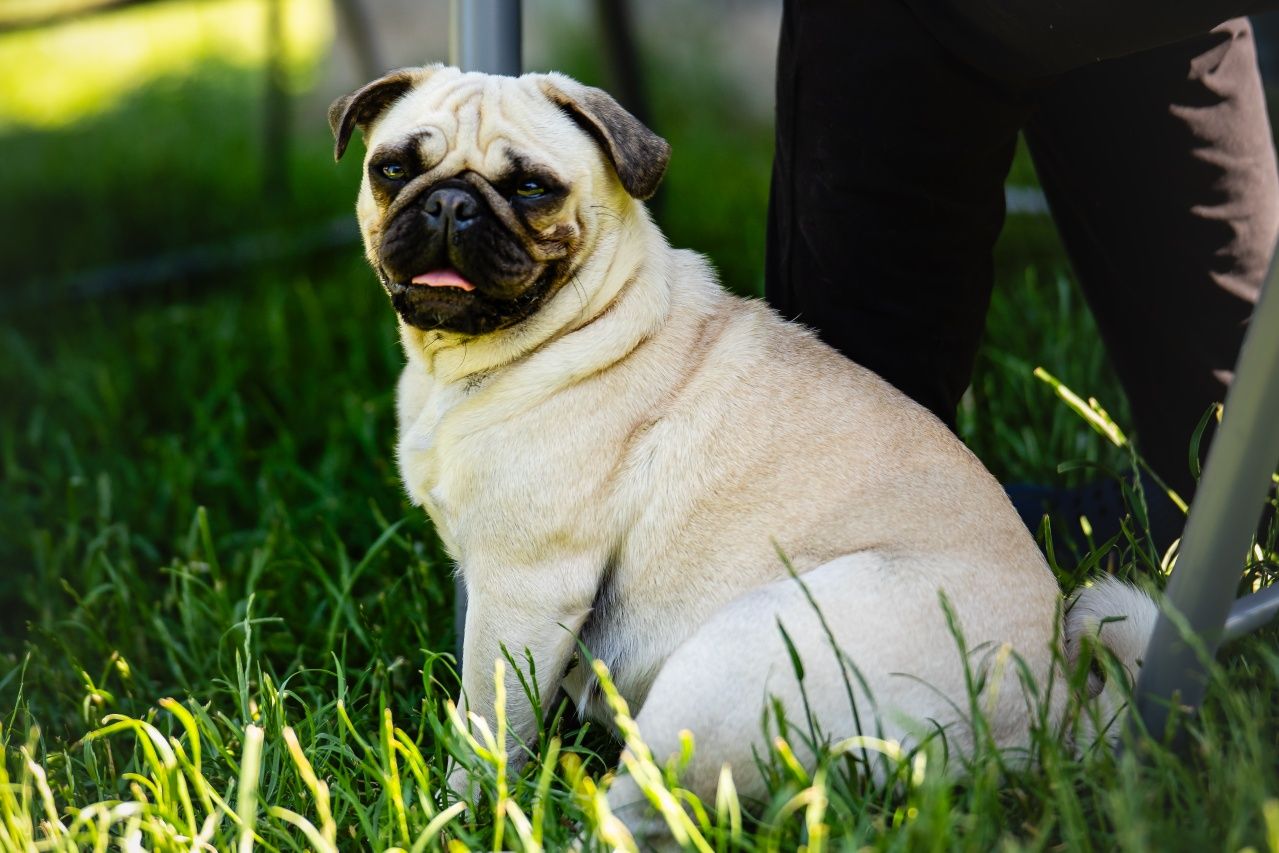 Mops 8 tygodnowy piesek