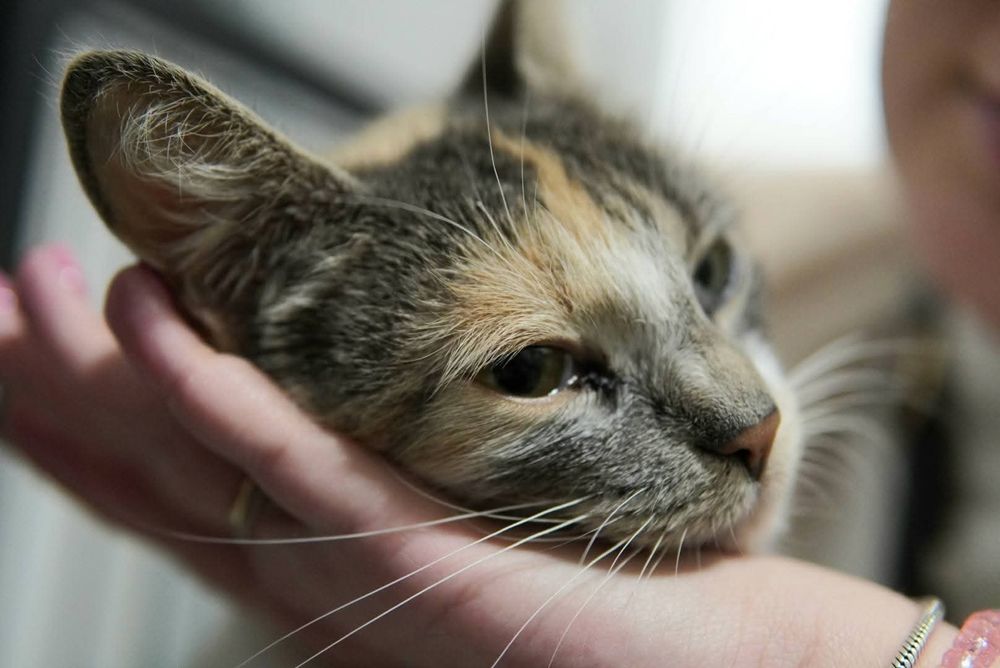 Lilka szuka domu w całej Polsce