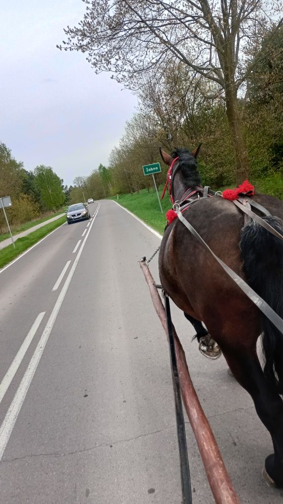 Klacz zimnokrwista z licencją źrebna