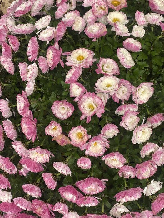 Chryzantemy zimujące w gruncie mix od 15 zł sadzonki