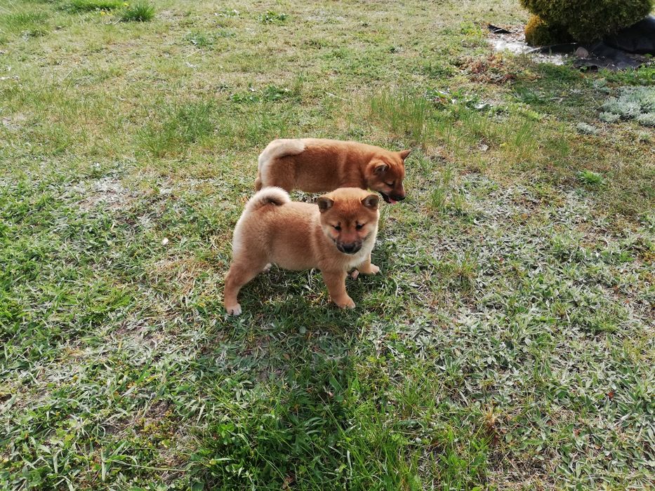 Shiba inu szczenię