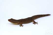 3x dorosły gekon płaczący (Lepidodactylus lugubris), zdrowe, badane
