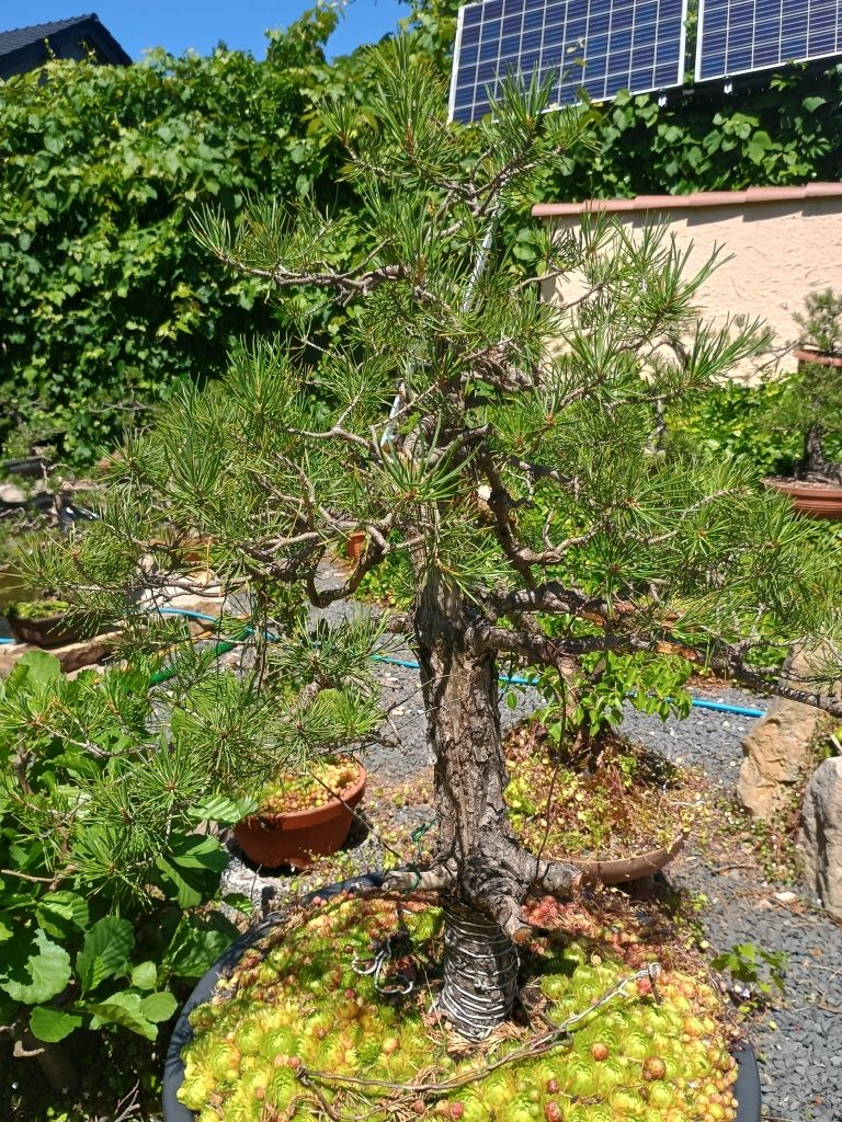 Drzewka Bonsai 1