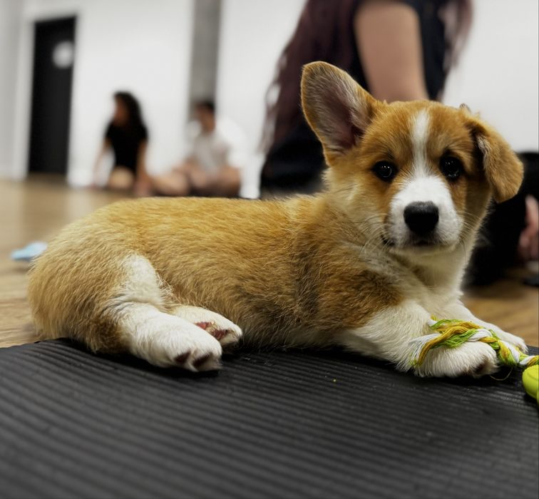 Welsh corgi pembroke FCI piekny piesek