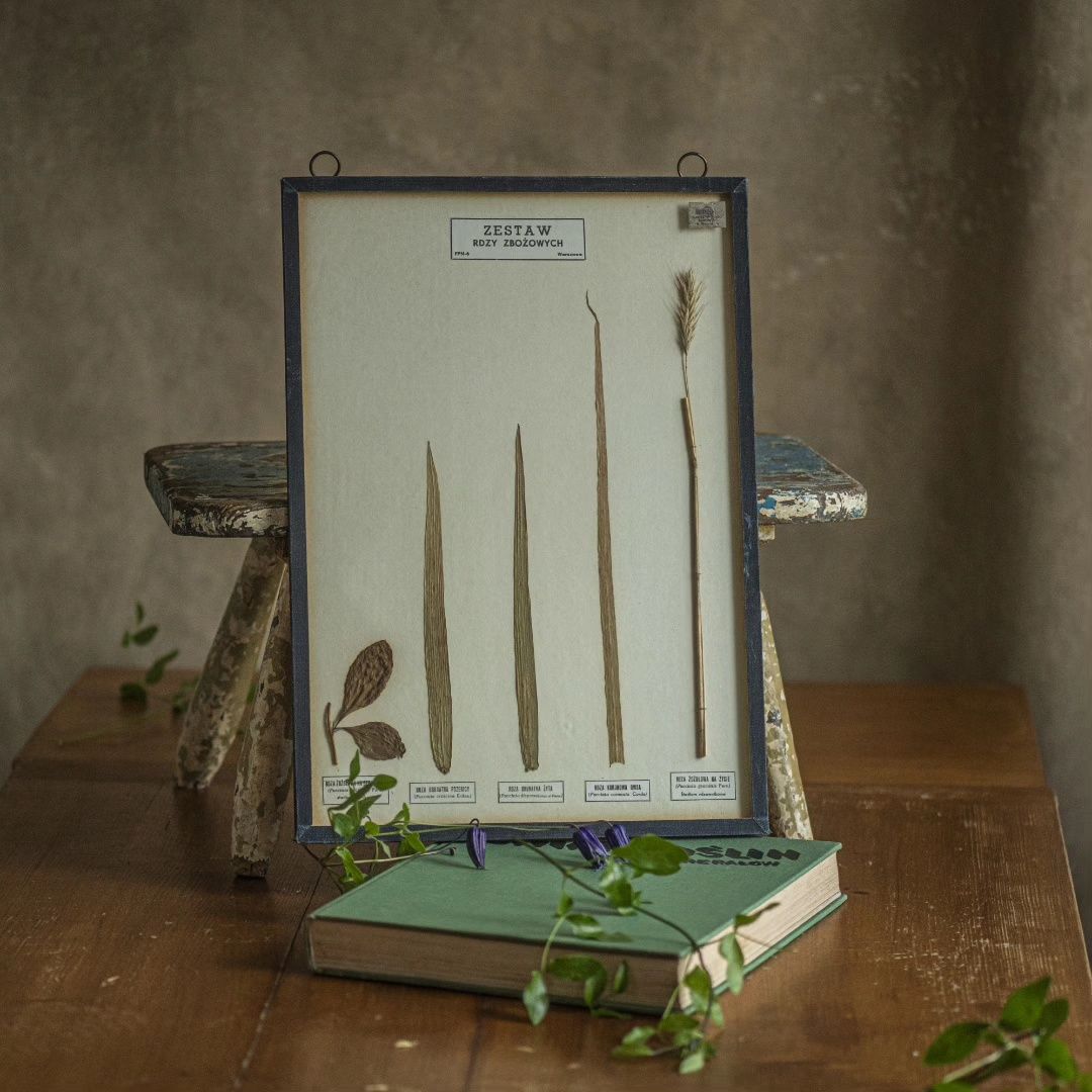 Gablotka botaniczna z lat 70tych