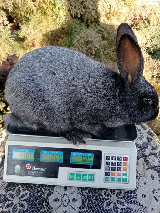 Кролі племінних порід  полтавське срібло