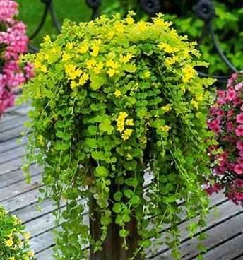 Многолетники садовые кустарники крупномеры  для тени или солнца