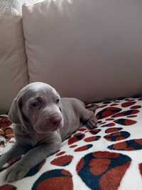 Weimaraner com lop