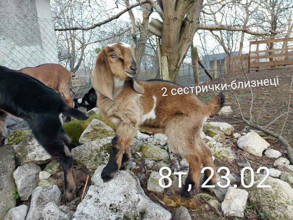 100% НУБІЙСЬКІ козенята