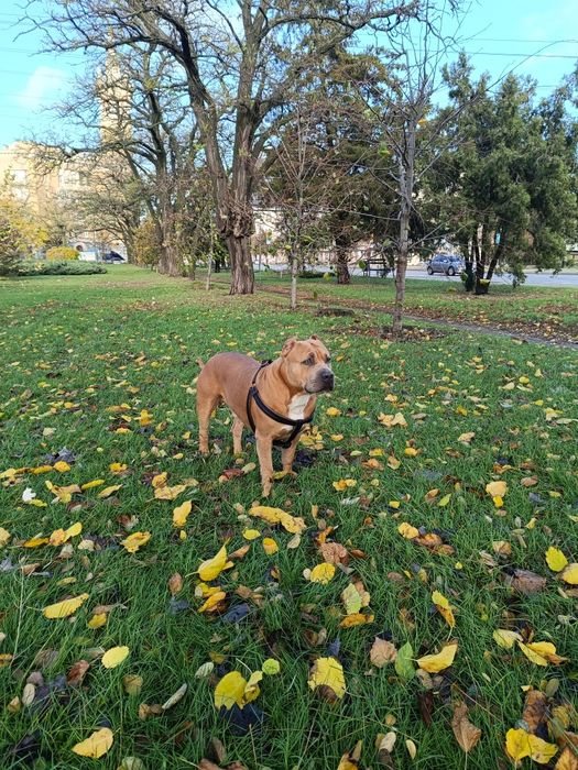 Ищем подругу для вязки