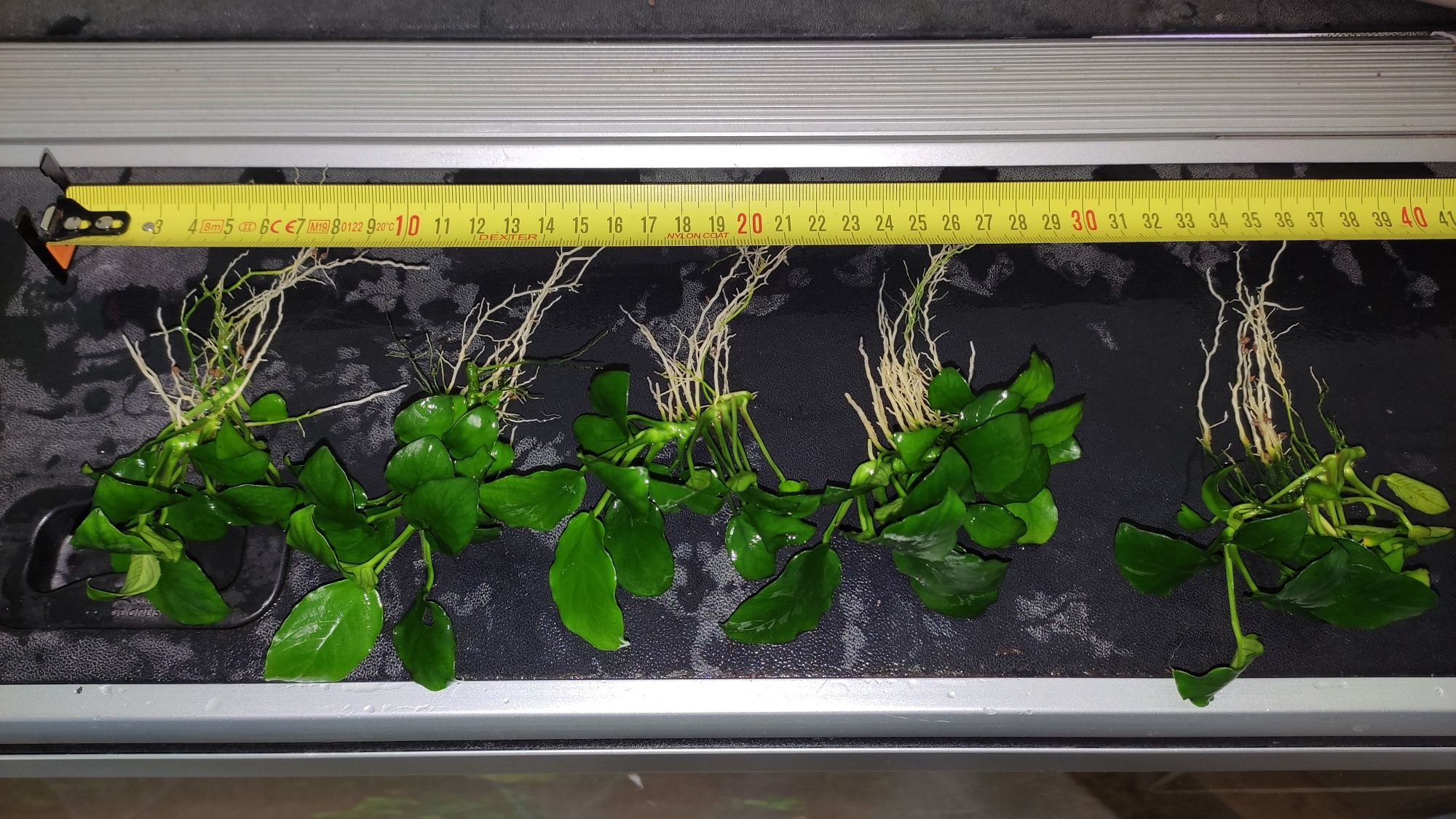 Planta de aquario Anubia nana