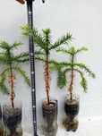 Planta Araucaria Brasileira.