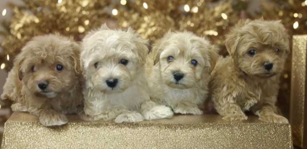 МАЛЬТИПУсики девочки.